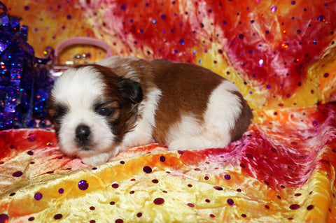 Gypsy AKC Registered Gorgeous Shih Tzu ShihTzu Female Gold And White Born 6-3-2025 Click Here For More Info