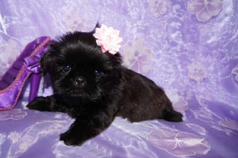 Fiona AKC Registered Shih Tzu Shihtzu Female RARE ALL JET BLACK!  Born 5-30-25 Click Here For More Info