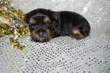 Leo AKC Registered Black And Gold Yorkie Yorkshire Terrier Male Born 7-18-2025 Click Here For More Info