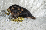 Leo AKC Registered Black And Gold Yorkie Yorkshire Terrier Male Born 7-18-2025 Click Here For More Info