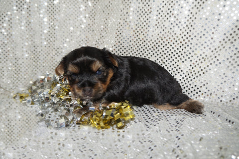 Leo AKC Registered Black And Gold Yorkie Yorkshire Terrier Male Born 7-18-2025 Click Here For More Info