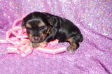 Piper AKC Registered Black And Gold Yorkie Yorkshire Terrier Female Born 7-18-2025 Click Here For More Info