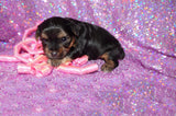 Piper AKC Registered Black And Gold Yorkie Yorkshire Terrier Female Born 7-18-2025 Click Here For More Info