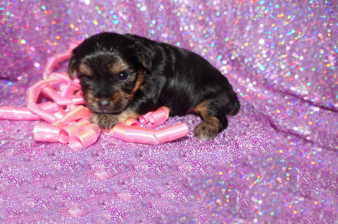 Piper AKC Registered Black And Gold Yorkie Yorkshire Terrier Female Born 7-18-2025 Click Here For More Info