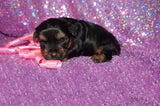 Piper AKC Registered Black And Gold Yorkie Yorkshire Terrier Female Born 7-18-2025 Click Here For More Info
