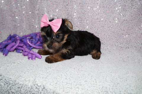 Sasha Black And Gold Yorkie Yorkshire Terrier Female Born 6-28-2025 Click Here For More Info