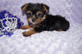 Sasha ^TEACUP^ Black And Gold Yorkie Yorkshire Terrier Female Born 6-28-2025 Click Here For More Info