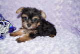 Sasha ^TEACUP^ Black And Gold Yorkie Yorkshire Terrier Female Born 6-28-2025 Click Here For More Info