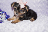 Sasha ^TEACUP^ Black And Gold Yorkie Yorkshire Terrier Female Born 6-28-2025 Click Here For More Info
