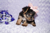 Sasha ^TEACUP^ Black And Gold Yorkie Yorkshire Terrier Female Born 6-28-2025 Click Here For More Info