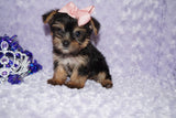 Sasha ^TEACUP^ Black And Gold Yorkie Yorkshire Terrier Female Born 6-28-2025 Click Here For More Info