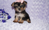 Sasha ^TEACUP^ Black And Gold Yorkie Yorkshire Terrier Female Born 6-28-2025 Click Here For More Info