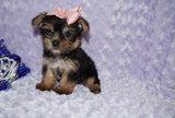 Sasha ^TEACUP^ Black And Gold Yorkie Yorkshire Terrier Female Born 6-28-2025 Click Here For More Info