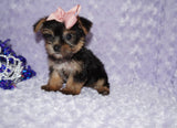 Sasha ^TEACUP^ Black And Gold Yorkie Yorkshire Terrier Female Born 6-28-2025 Click Here For More Info