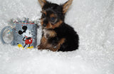 Bentley Black And Gold Yorkie Yorkshire Terrier Male Born 6-28-2025 Click Here For More Info