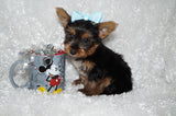 Bentley Black And Gold Yorkie Yorkshire Terrier Male Born 6-28-2025 Click Here For More Info