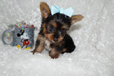 Bentley Black And Gold Yorkie Yorkshire Terrier Male Born 6-28-2025 Click Here For More Info