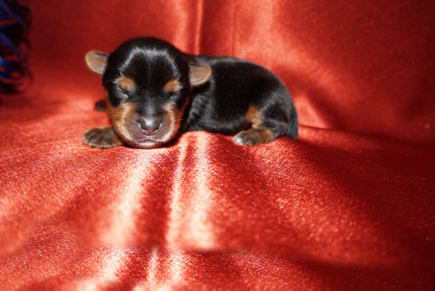 Caleb AKC  Registered Yorkie Yorkshire Terrier Male Black And Gold Born 8-10-2025 Click Here For More Info