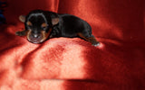 Caleb AKC  Registered Yorkie Yorkshire Terrier Male Black And Gold Born 8-10-2025 Click Here For More Info