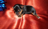 Caleb AKC  Registered Yorkie Yorkshire Terrier Male Black And Gold Born 8-10-2025 Click Here For More Info