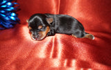 Caleb AKC  Registered Yorkie Yorkshire Terrier Male Black And Gold Born 8-10-2025 Click Here For More Info