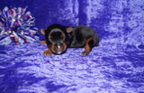 Yasmin AKC  Registered Yorkie Yorkshire Terrier Female Black And Gold Born 8-10-2025 Click Here For More Info
