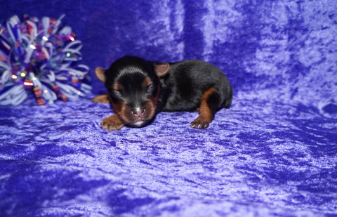 Yasmin AKC  Registered Yorkie Yorkshire Terrier Female Black And Gold Born 8-10-2025 Click Here For More Info