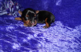 Yasmin AKC  Registered Yorkie Yorkshire Terrier Female Black And Gold Born 8-10-2025 Click Here For More Info