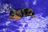 Yasmin AKC  Registered Yorkie Yorkshire Terrier Female Black And Gold Born 8-10-2025 Click Here For More Info