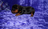 Yasmin AKC  Registered Yorkie Yorkshire Terrier Female Black And Gold Born 8-10-2025 Click Here For More Info