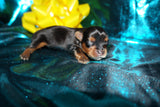 Meeko AKC  Registered Yorkie Yorkshire Terrier Male Black And Gold Born 8-10-2025 Click Here For More Info