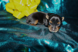 Meeko AKC  Registered Yorkie Yorkshire Terrier Male Black And Gold Born 8-10-2025 Click Here For More Info