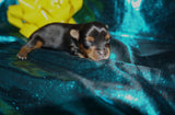 Meeko AKC  Registered Yorkie Yorkshire Terrier Male Black And Gold Born 8-10-2025 Click Here For More Info