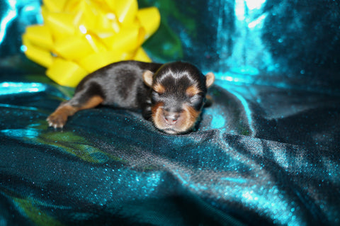 Meeko AKC  Registered Yorkie Yorkshire Terrier Male Black And Gold Born 8-10-2025 Click Here For More Info