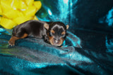 Meeko AKC  Registered Yorkie Yorkshire Terrier Male Black And Gold Born 8-10-2025 Click Here For More Info