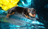 Meeko AKC  Registered Yorkie Yorkshire Terrier Male Black And Gold Born 8-10-2025 Click Here For More Info