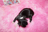 Melody AKC Registered Shih Tzu Female Black With White Markings Born 8-30-2025 Click Here For More  Info