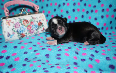 Melody AKC Registered Shih Tzu Female Black With White Markings Born 8-30-2025 Click Here For More  Info