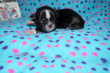 Melody AKC Registered Shih Tzu Female Black With White Markings Born 8-30-2025 Click Here For More  Info