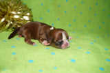 Ryder AKC Registered Shih Tzu Male Caramel Born 8-30-2025 Click Here For More Info