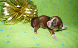 Ryder AKC Registered Shih Tzu Male Caramel Born 8-30-2025 Click Here For More Info