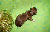Ryder AKC Registered Shih Tzu Male Caramel Born 8-30-2025 Click Here For More Info