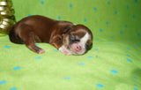 Ryder AKC Registered Shih Tzu Male Caramel Born 8-30-2025 Click Here For More Info