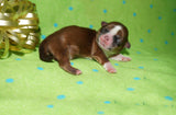 Ryder AKC Registered Shih Tzu Male Caramel Born 8-30-2025 Click Here For More Info