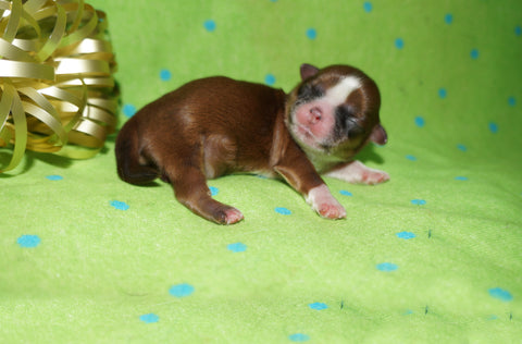 Ryder AKC Registered Shih Tzu Male Caramel Born 8-30-2025 Click Here For More Info