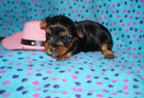 Yasmin AKC  Registered Yorkie Yorkshire Terrier Female Black And Gold Born 8-10-2025 Click Here For More Info