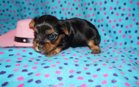 Yasmin AKC  Registered Yorkie Yorkshire Terrier Female Black And Gold Born 8-10-2025 Click Here For More Info