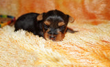 Meeko AKC  Registered Yorkie Yorkshire Terrier Male Black And Gold Born 8-10-2025 Click Here For More Info