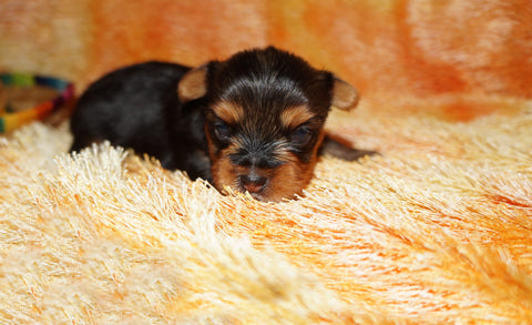 Meeko AKC  Registered Yorkie Yorkshire Terrier Male Black And Gold Born 8-10-2025 Click Here For More Info