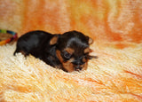 Meeko AKC  Registered Yorkie Yorkshire Terrier Male Black And Gold Born 8-10-2025 Click Here For More Info